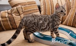 Bengal silber rosetted